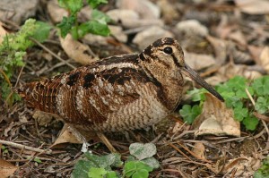 euroasiatic woodcock