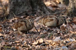 woodcocks-hounting